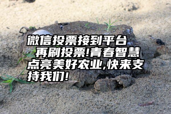 微信投票接到平台   再刷投票!青春智慧点亮美好农业,快来支持我们!