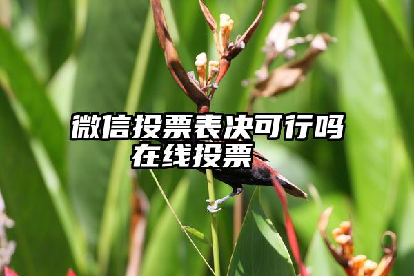 微信投票表决可行吗   在线投票