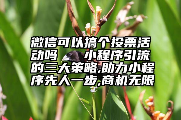 微信可以搞个投票活动吗   小程序引流的三大策略,助力小程序先人一步,商机无限