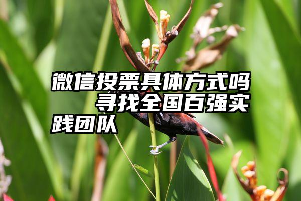 微信投票具体方式吗   寻找全国百强实践团队