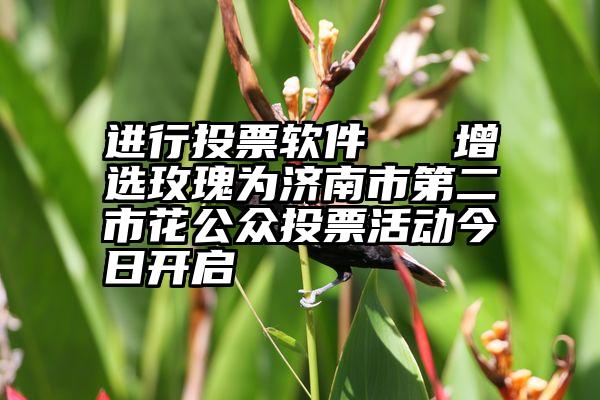 进行投票软件   增选玫瑰为济南市第二市花公众投票活动今日开启