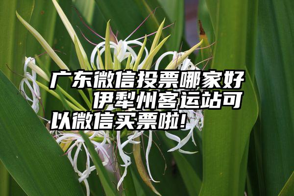 广东微信投票哪家好   伊犁州客运站可以微信买票啦!